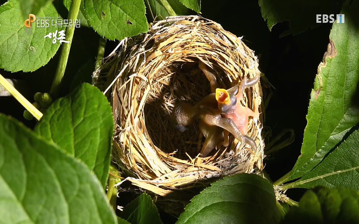 생존 3부_ EBS 다큐프라임_ 220629.avi_20220701_204704.881.jpg