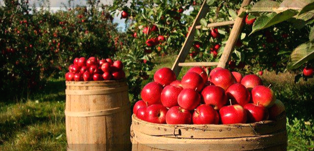 맛있는 사과 과육 선별 방법은?