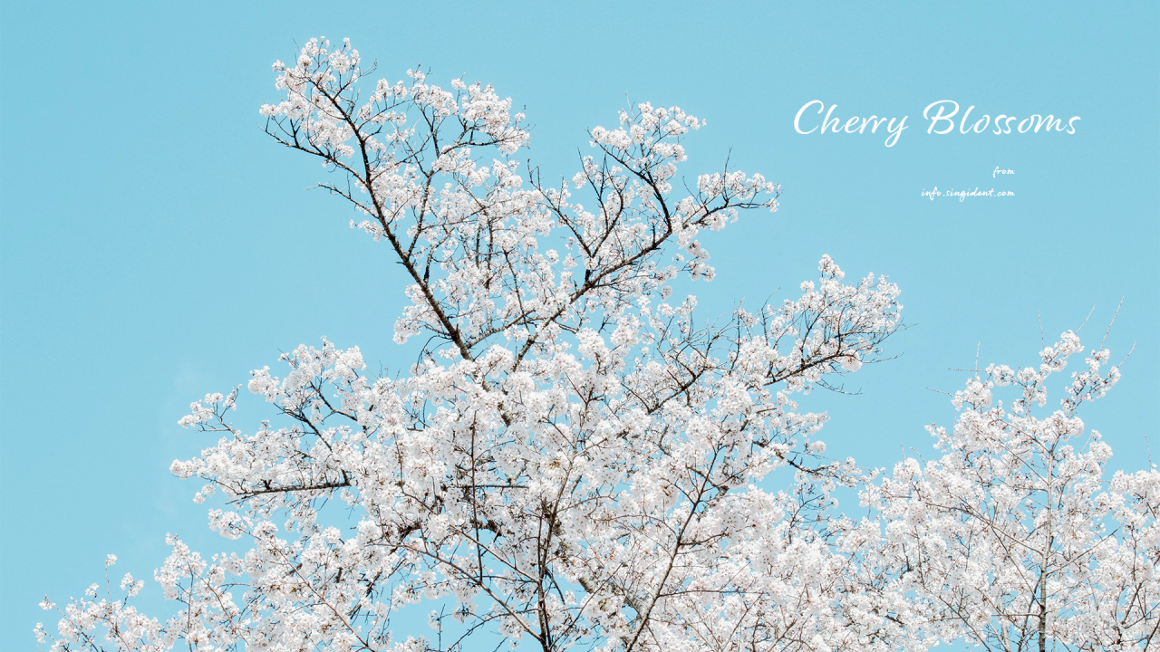 04 흰색 벚꽃나무 C - Cherry Blossoms 봄배경화면