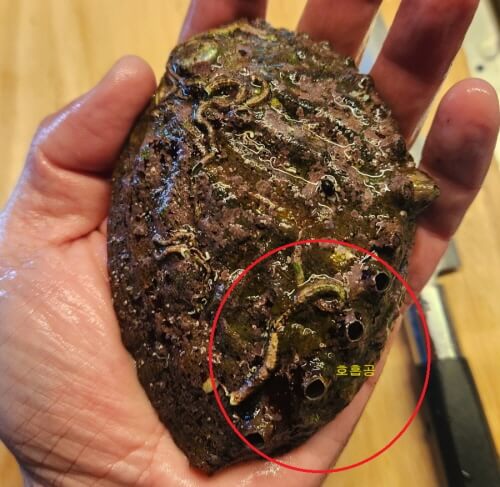  전복과 오분자기의 차이점