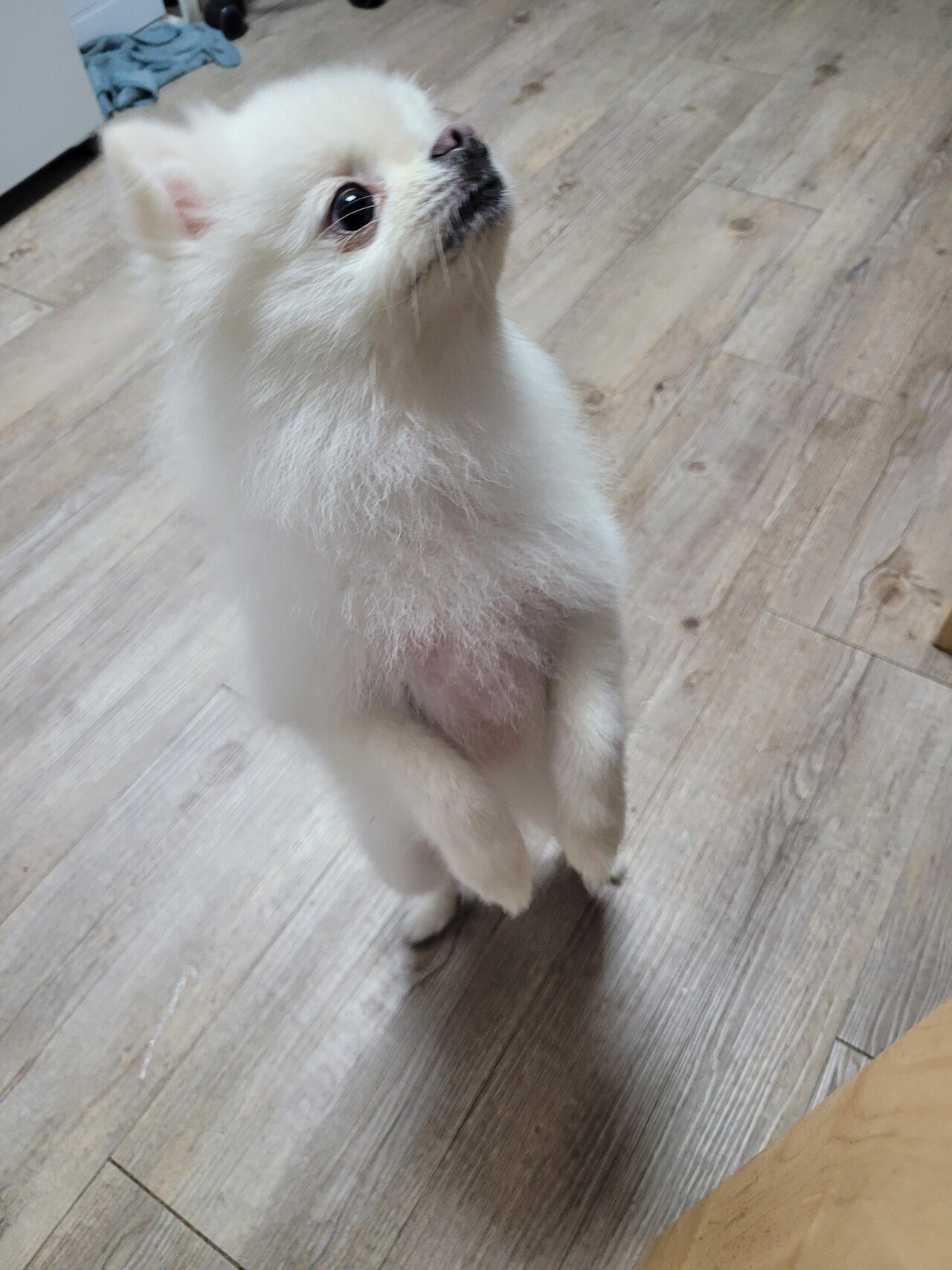 주인이 무인텔에 버리고간 강아지