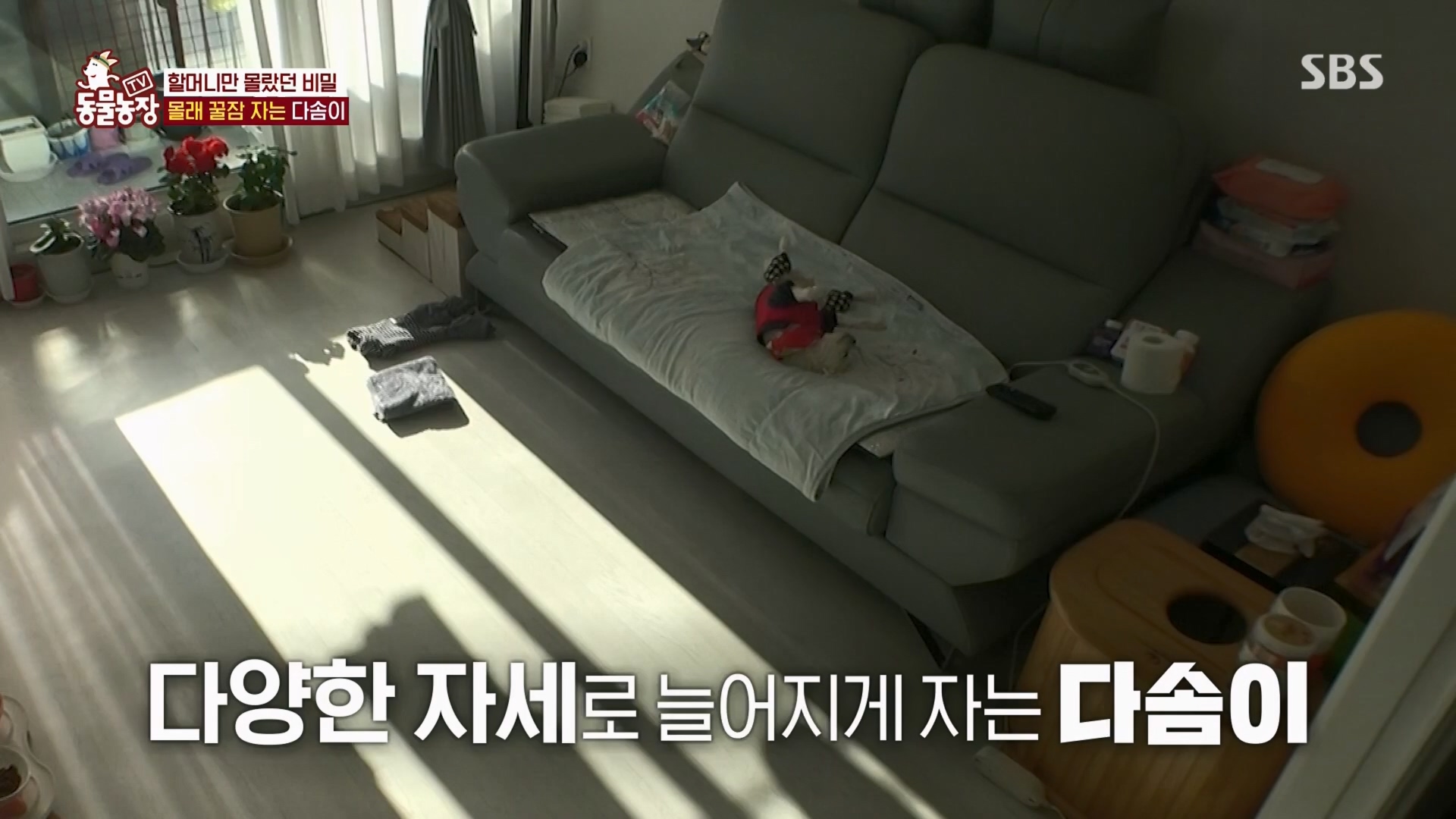 TV 동물농장.E1159.240218p.H264-F1RST.mp4_20240218_170002.107.jpg