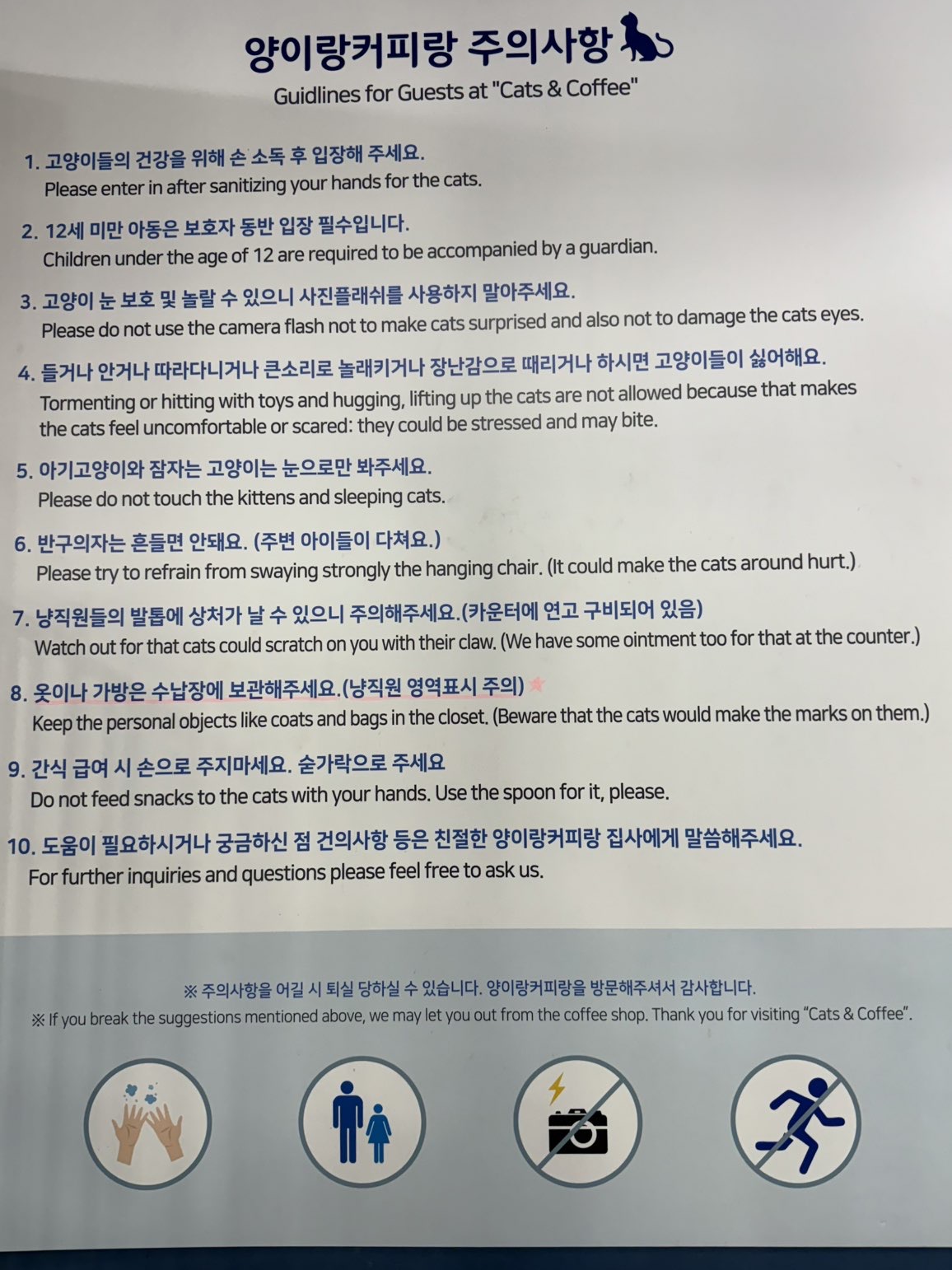 대구 고양이 카페
