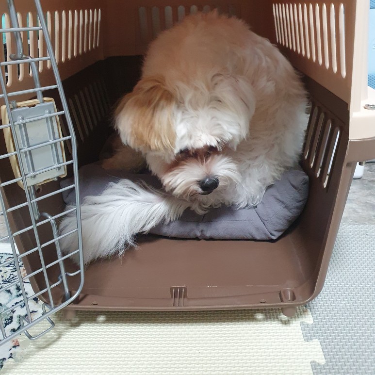 첫걸음 케널 트레이닝 강아지 분리 불안 4