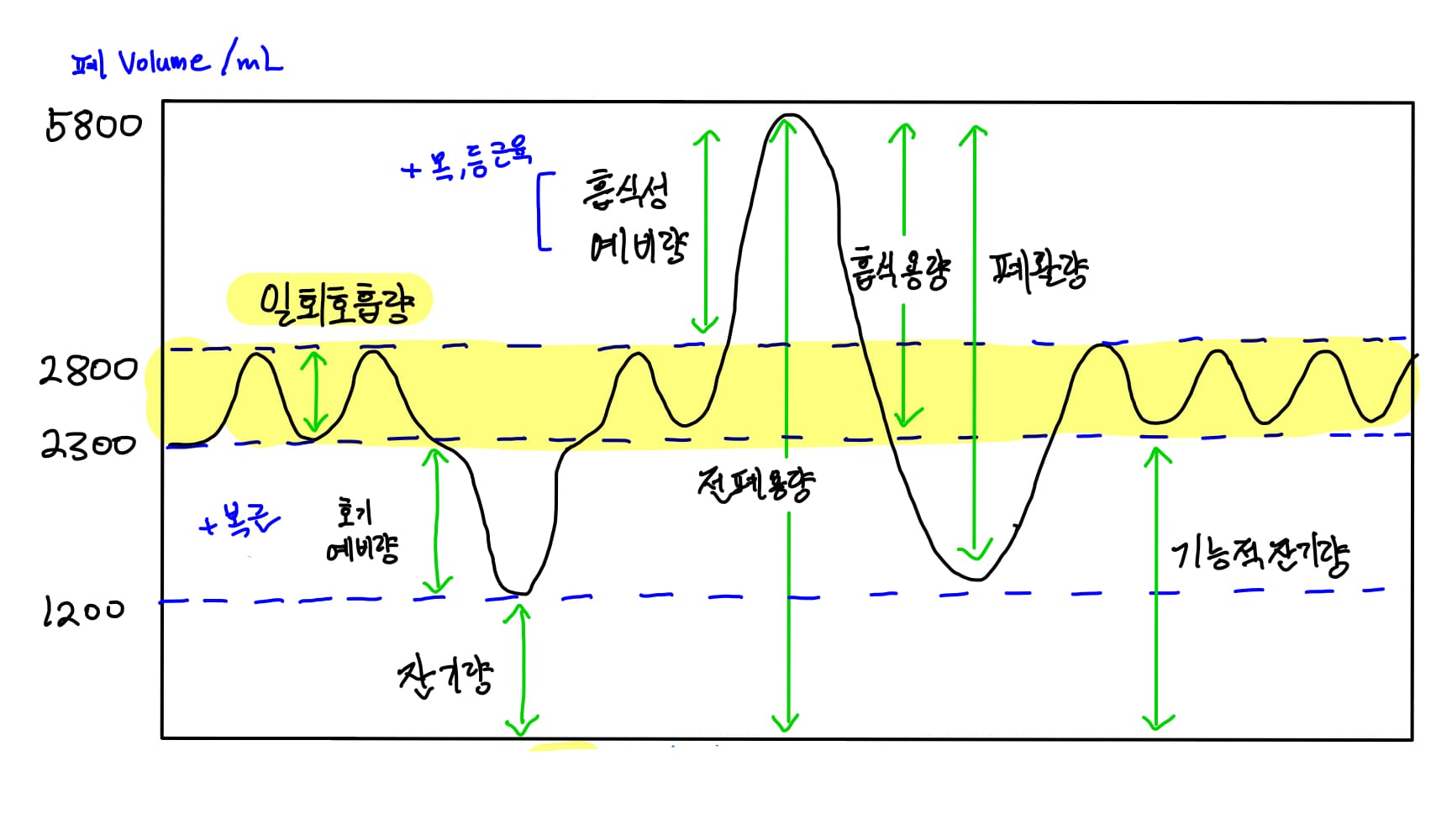  폐활량 곡선과 폐질환