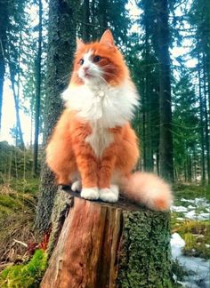 숲속에-나무위에-고양이