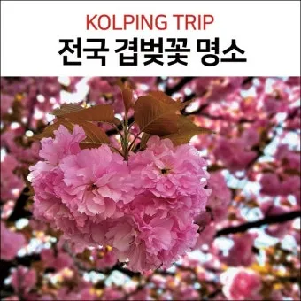 전국 겹벚꽃 명소 베스트 10 관광지_3