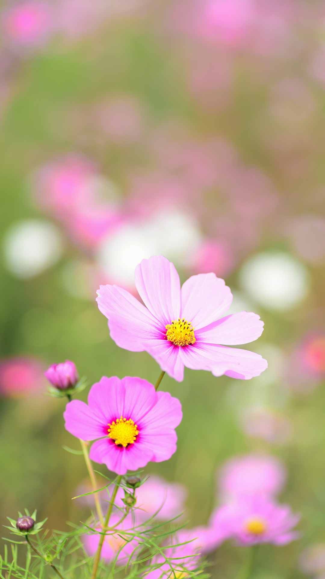 Cosmos Flower iPhone Wallpaper