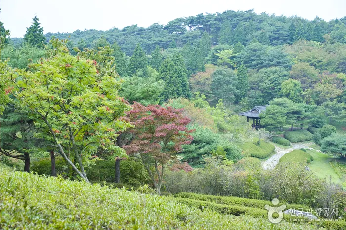 안면도 자연휴양림 전경 이미지