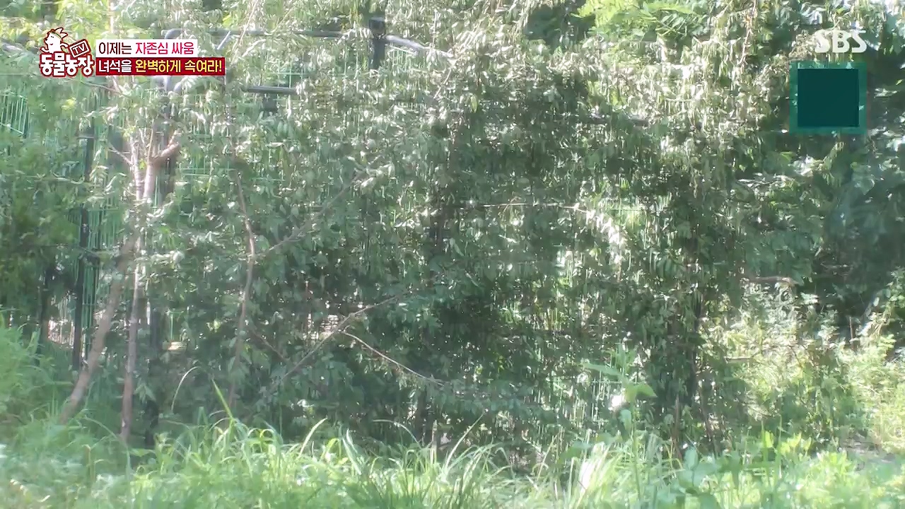 TV 동물농장.E1138.230918p-NEXT.mp4_20230917_174252.710.jpg