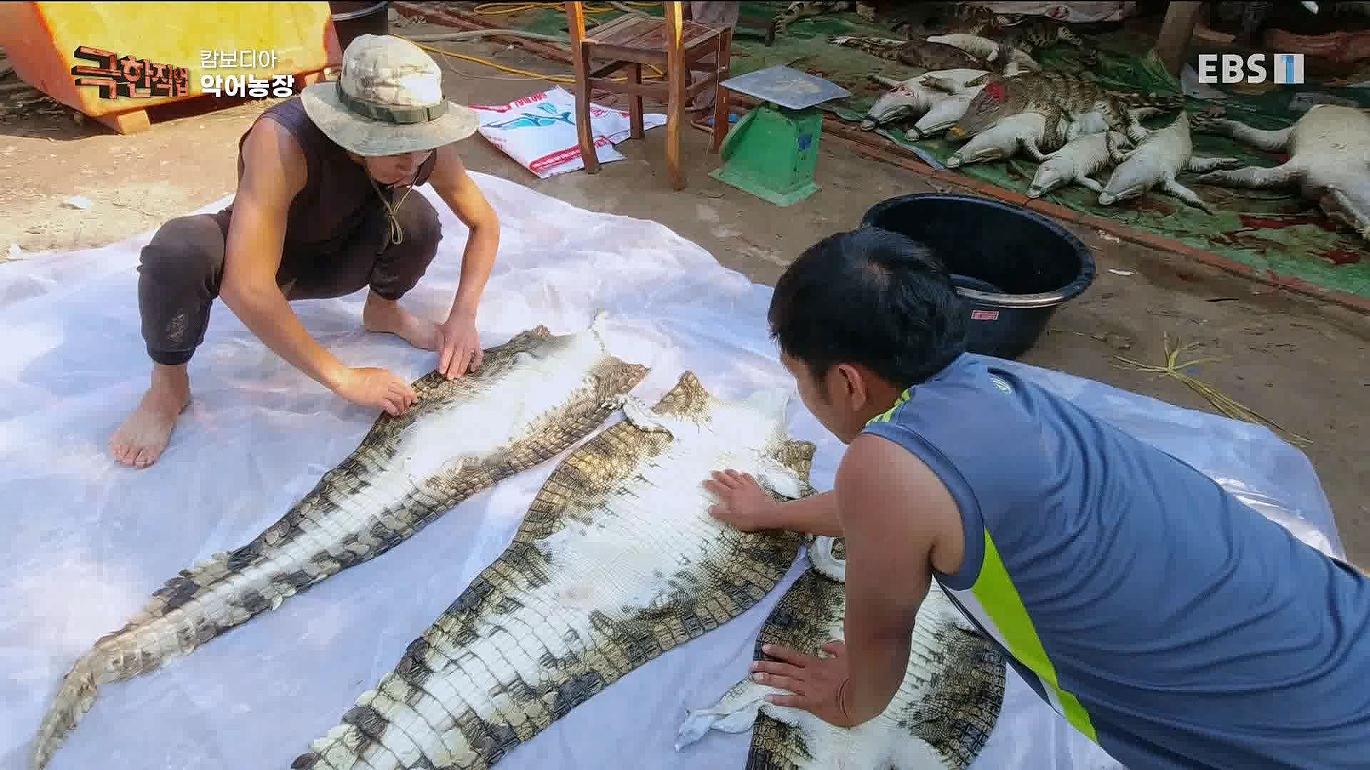 캄보디아 악어농장 230325.mp4_20230327_194959.602.jpg