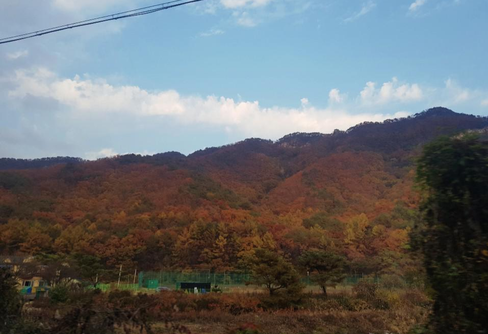  원주 가볼만한 곳/ 가볍게 다녀오기 좋은 오크밸리 산책, 단풍이 물들다.