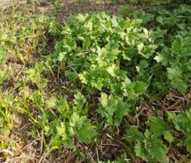 쑥의 효능 요리