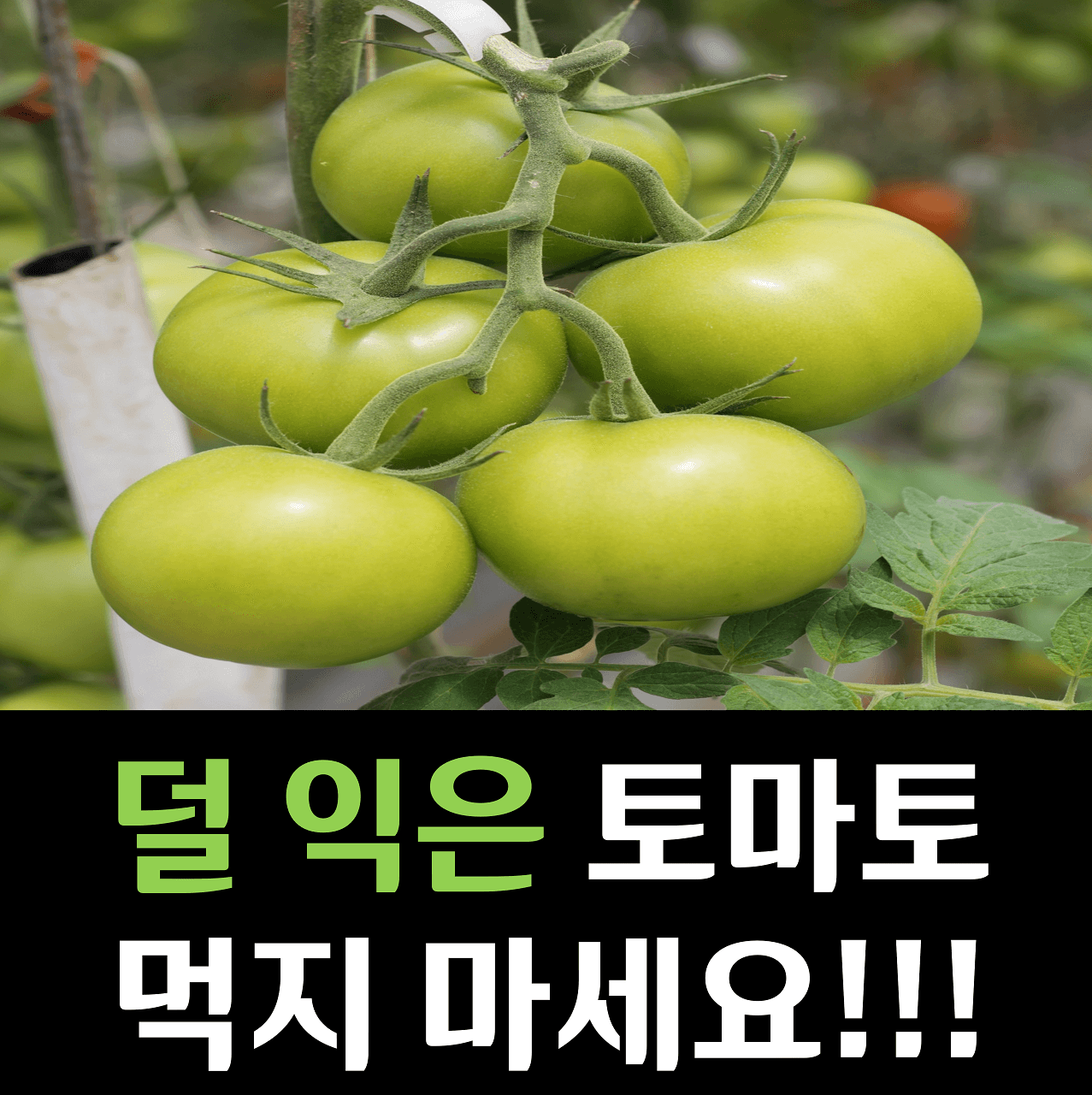 덜 익은 토마토 사진