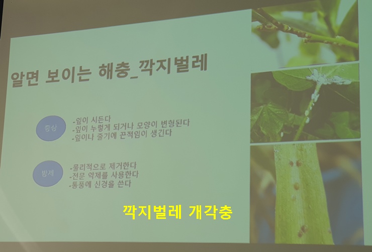 깍지벌레 개각충