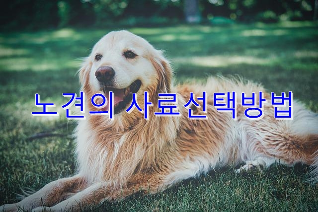  시니어견 사료의 조심해야 할 것과 어떤 사료를 골라야 될까요?