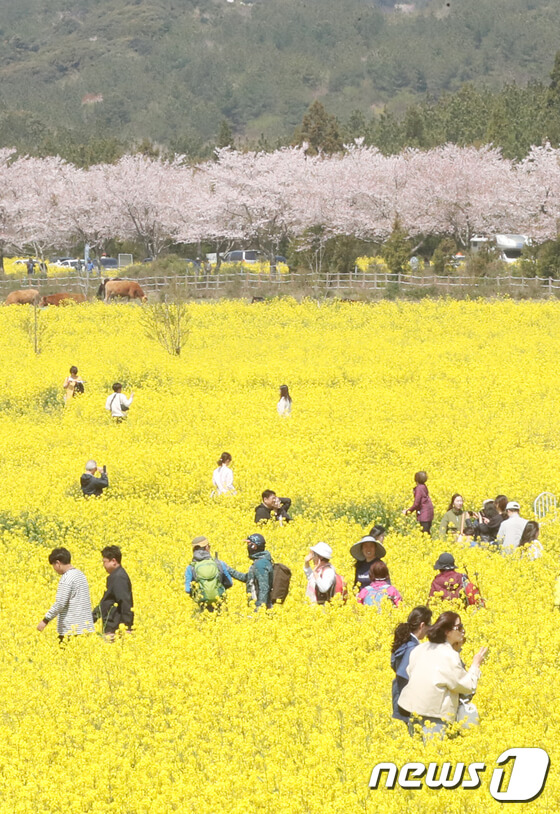 가시리 유채꽃 밭