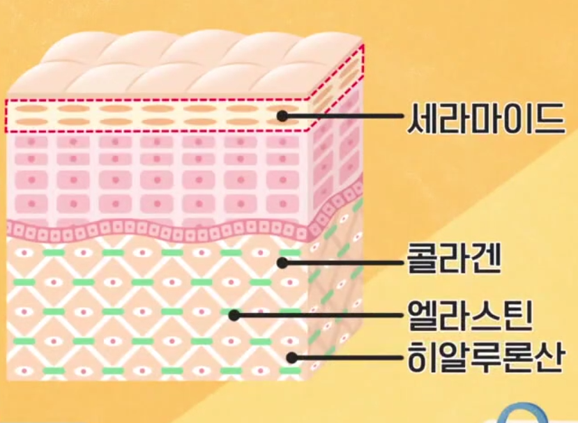  피부유산균 HY7714