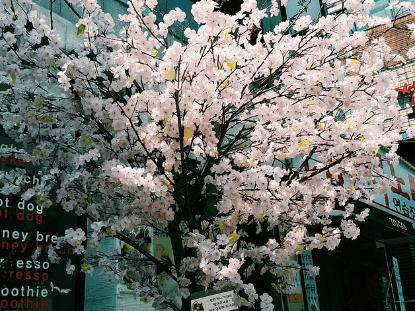 단풍나무 벚꽃나무 은행나무