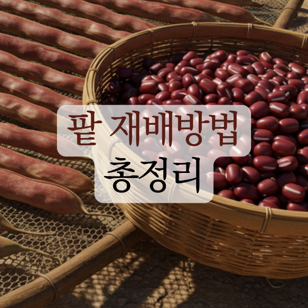 팥 재배방법
