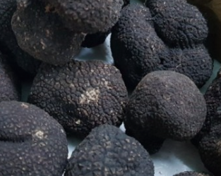 송로버섯(Truffle) 효능 및 먹는 방법