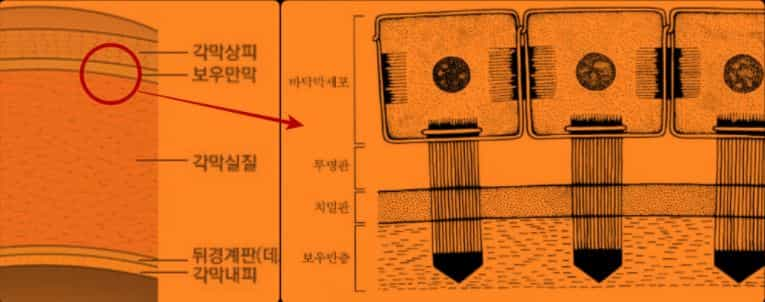 각막, 안구, 눈