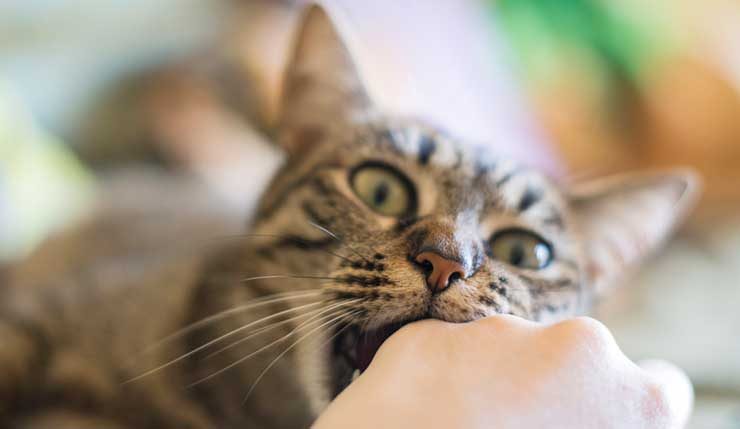  무는 고양이 훈련 방법에 대해 알아봐요