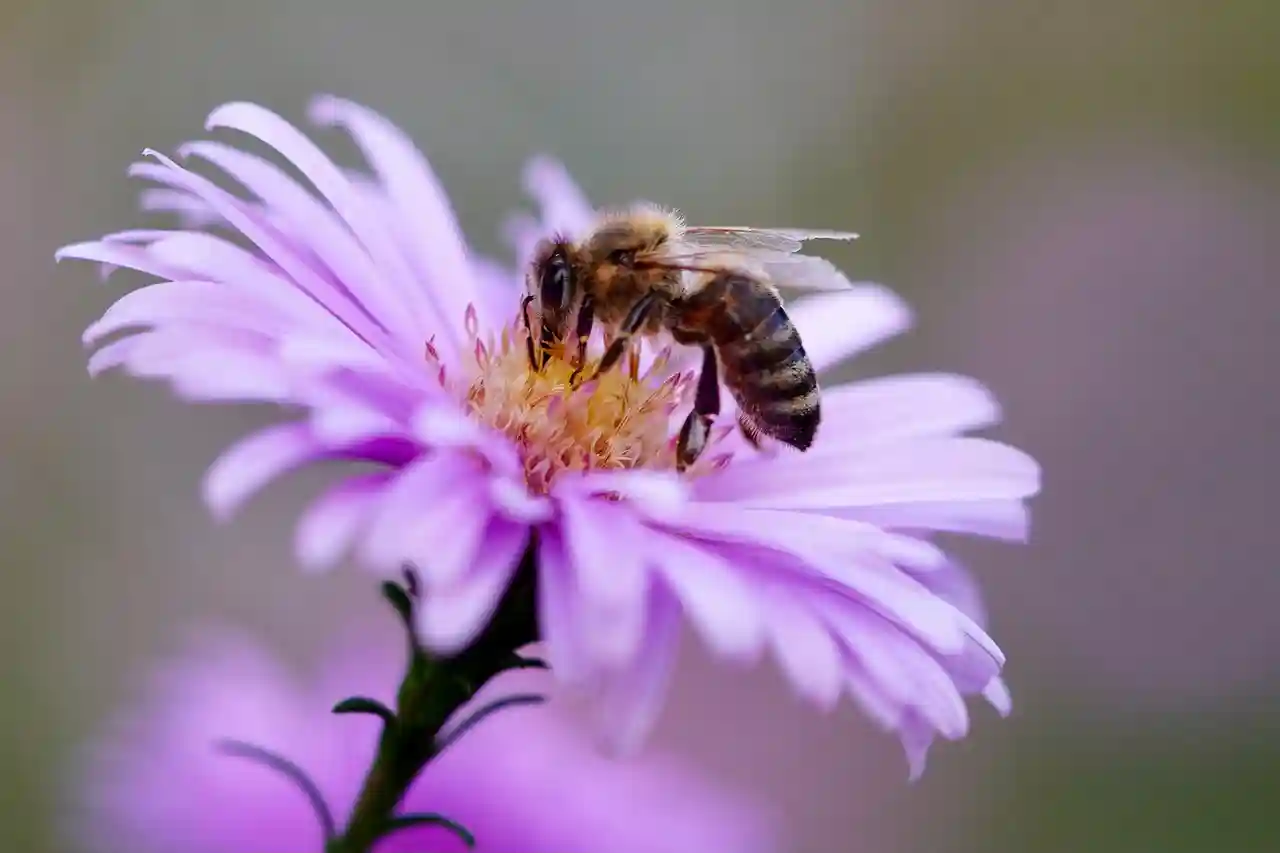 꽃-위에-있는-꿀벌