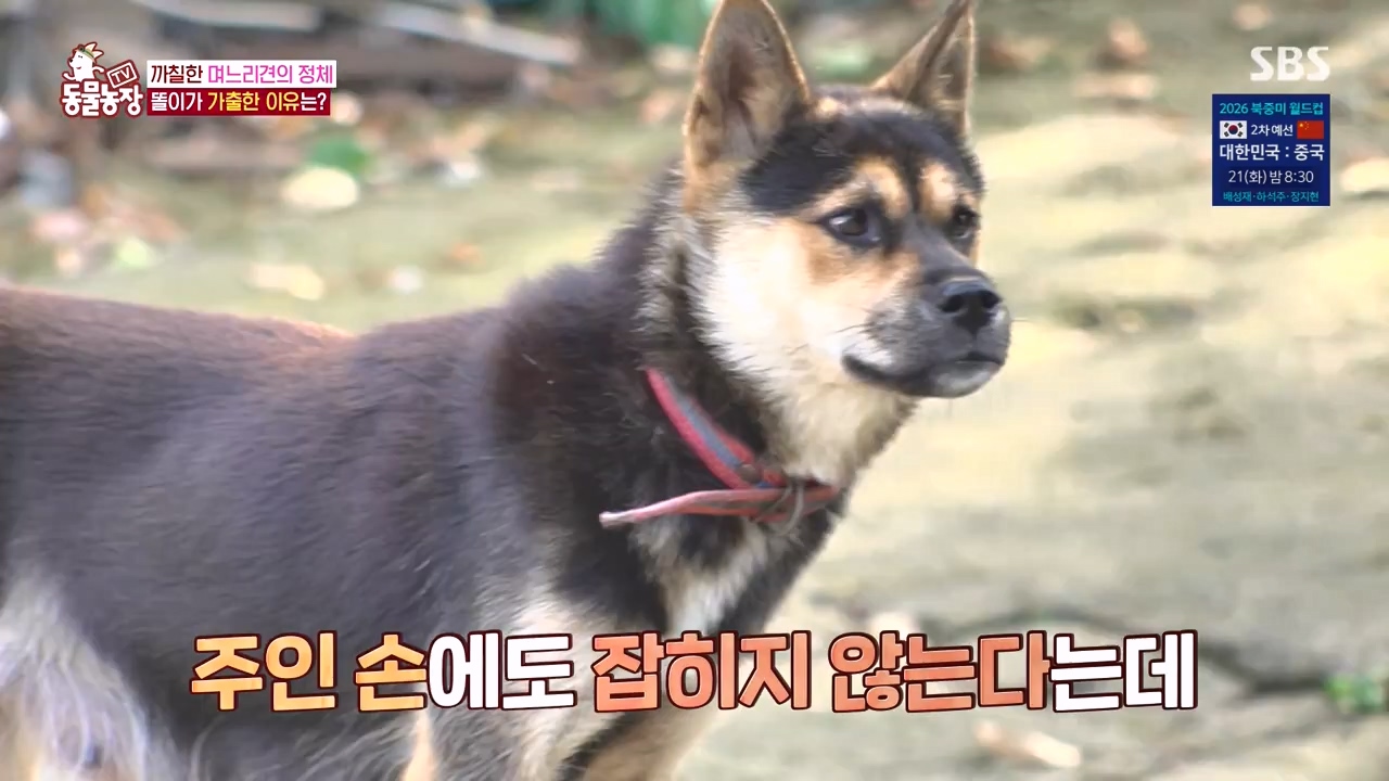 TV 동물농장.E1146.231120p-NEXT.mp4_20231119_175303.811.jpg