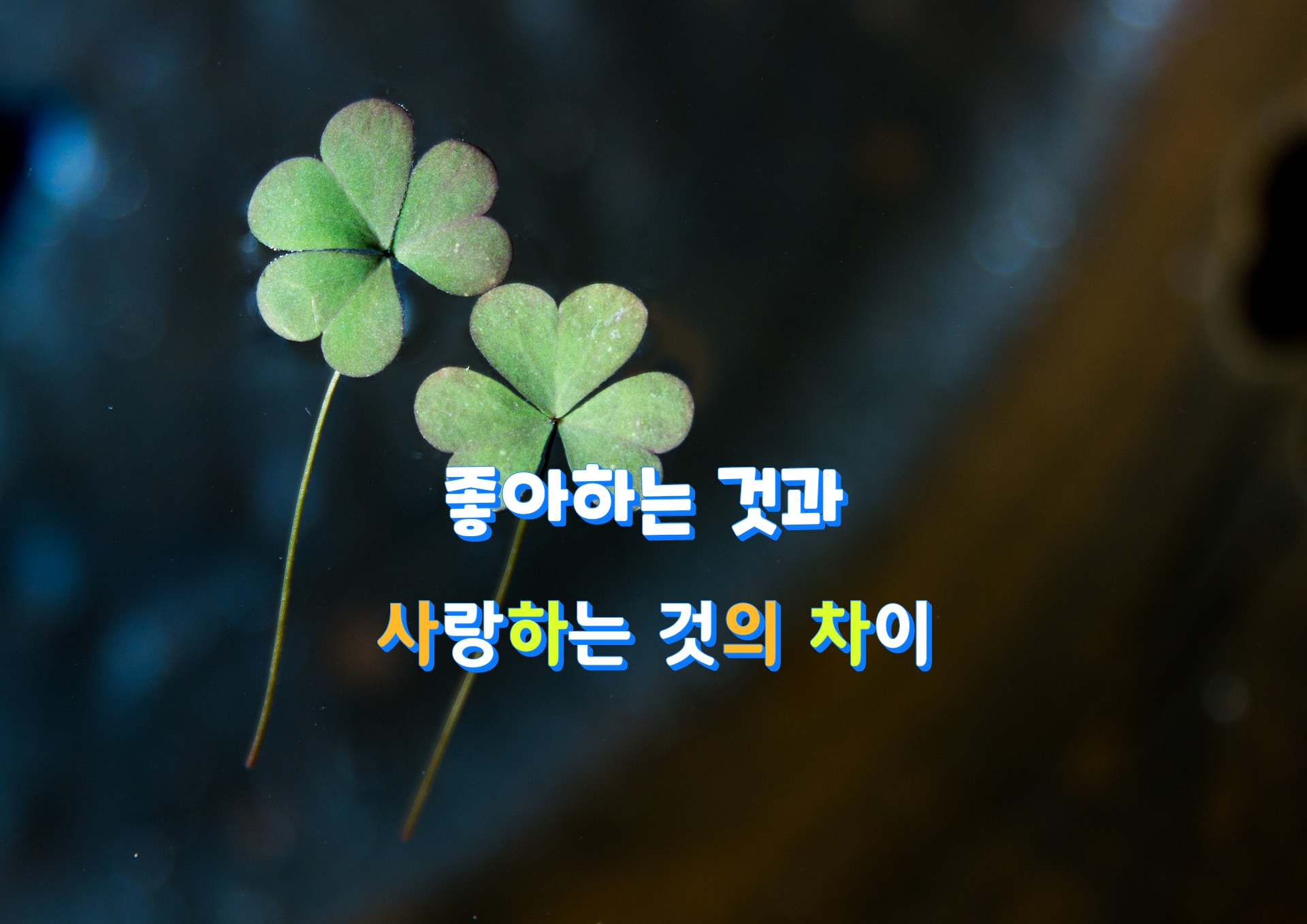  좋아하는 것과 사랑하는 것의 차이