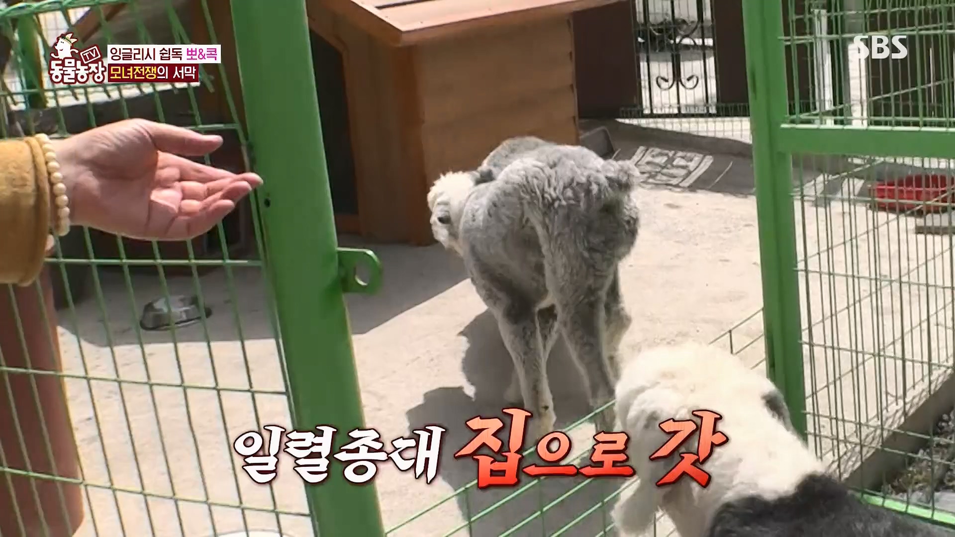 TV 동물농장.E1120.230514p.H264-F1RST.mp4_20230515_203525.165.jpg