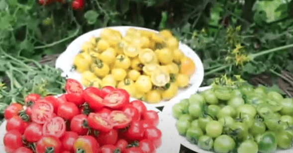 빨강 노랑 초록 젤리토마토가 바구니에 각각 담겨진 모습