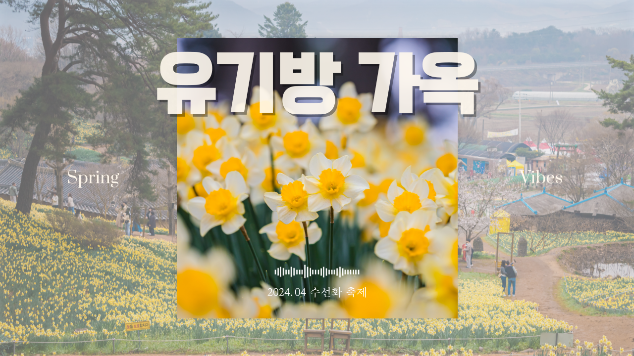  노란 수선화 가득, 서산 유기방 가옥