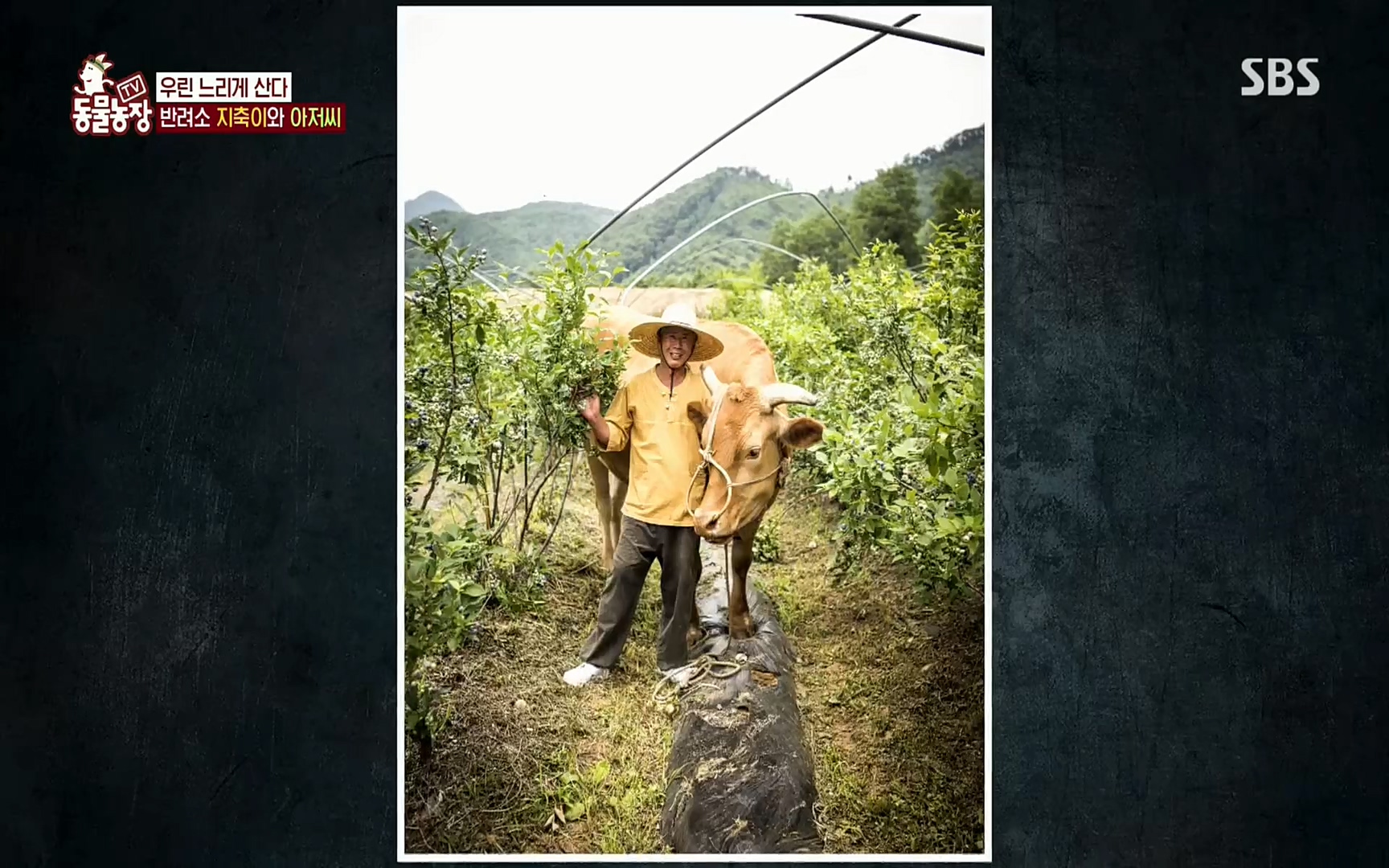 TV 동물농장.E1074.220619p.H264-F1RST.mp4_20220619_181142.665.jpg
