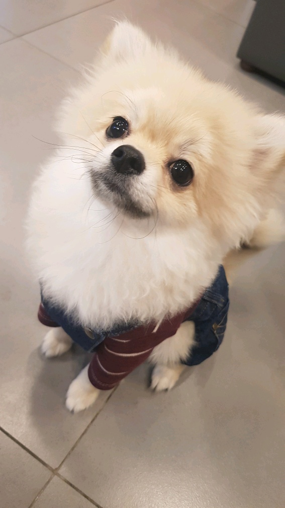 강아지 건강검진을 받았어요 대전동물병원 첫 방문