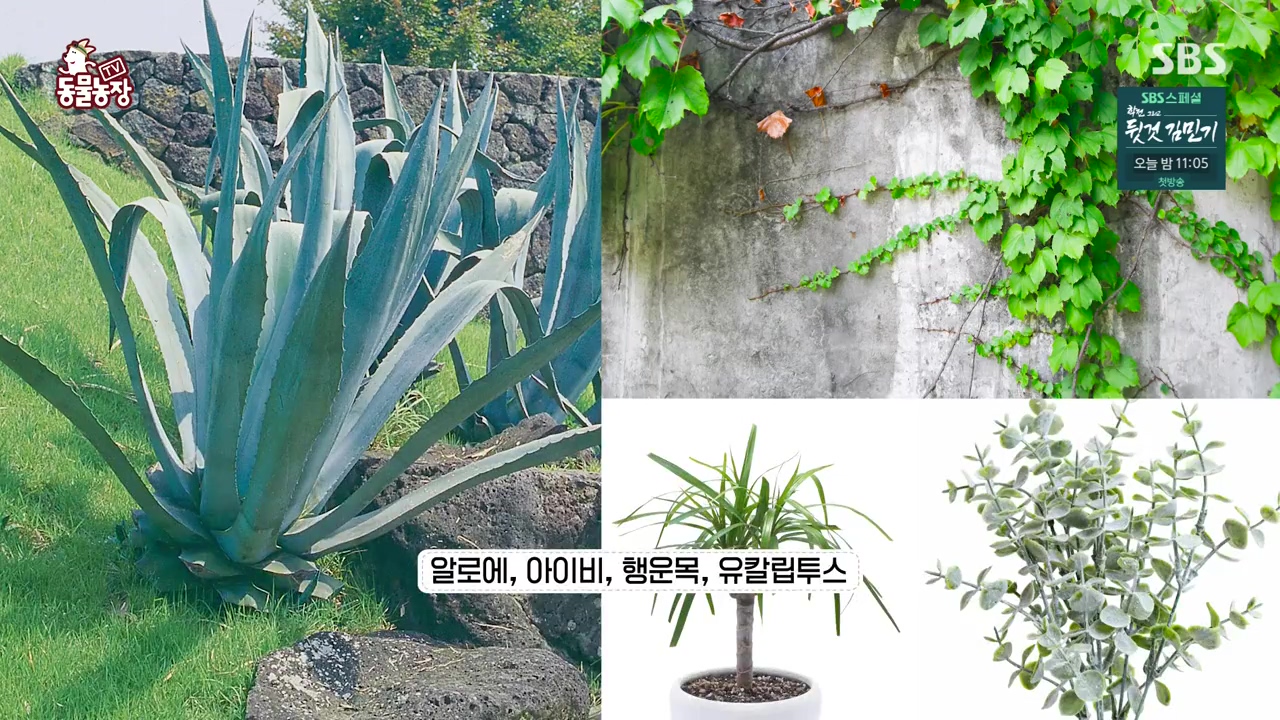 TV 동물농장.E1168.240422p-NEXT.mp4_20240421_163108.565.jpg