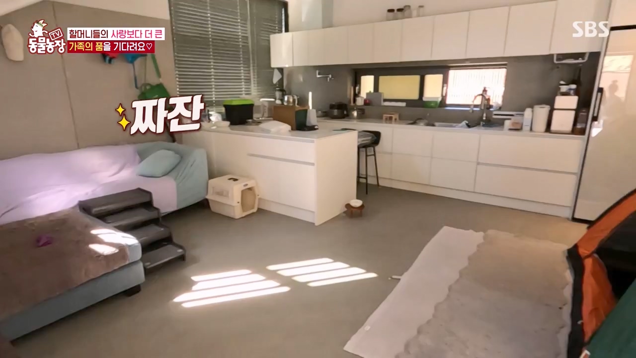 TV 동물농장.E1143.231030p-NEXT.mp4_20231029_164106.939.jpg