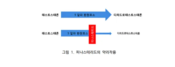 피나스테리드의 약리작용에 대한 이해를 돕기 위한 이미지