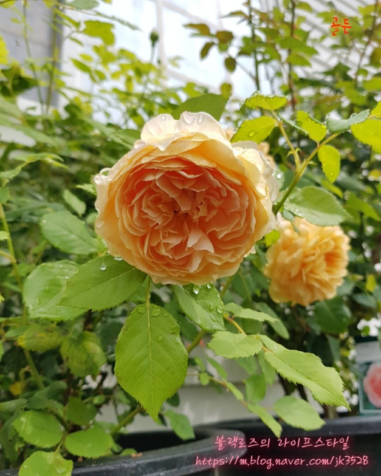 화요일엔 노랑장미를. 6