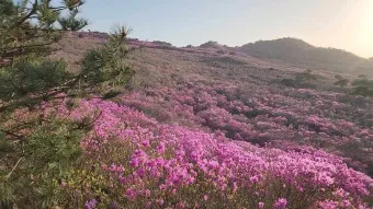 비슬산 참꽃축제 등산코스 맛집_11