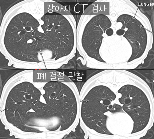 수술 후 마시티닙 항암치료 13살 노령견 강아지 위암 6