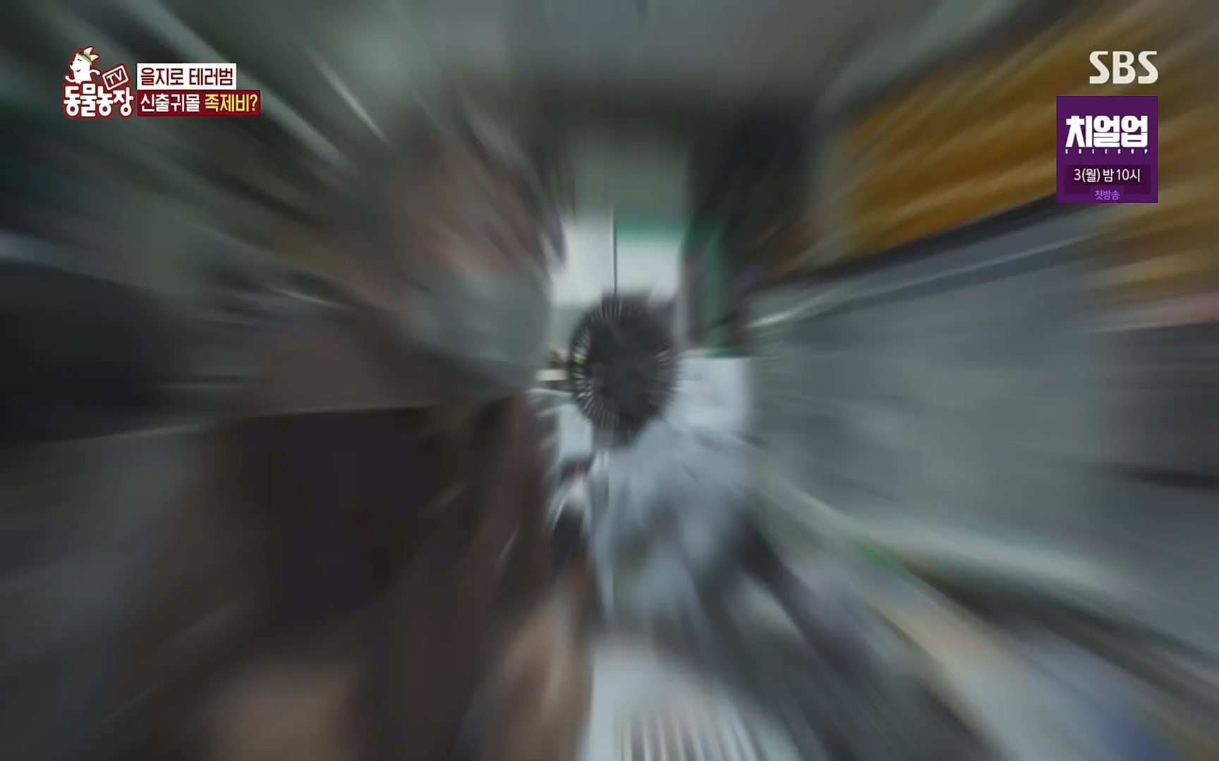 TV 동물농장.E1088.220925p.H264-F1RST.mp4_20220925_174358.100.jpg