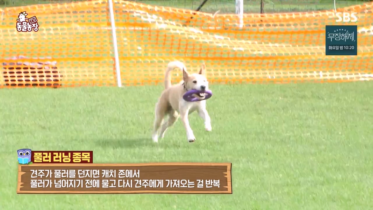 TV 동물농장.E1135.230828p-NEXT.mp4_20230827_180805.061.jpg