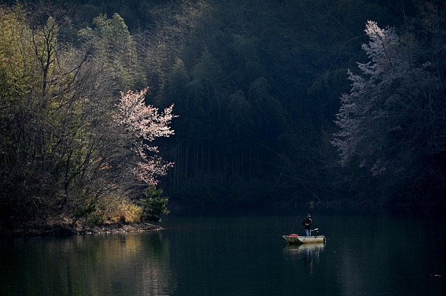 충남 벚꽃 명소 BEST 6