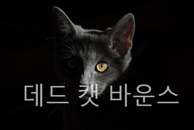  [주식] 주식 용어 - 데드 캣 바운스 란?