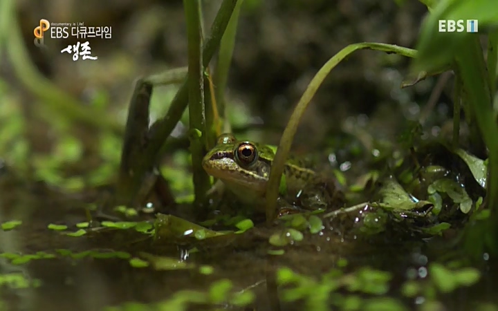 EBS 다큐프라임_ 220628.avi_20220629_205556.578.jpg