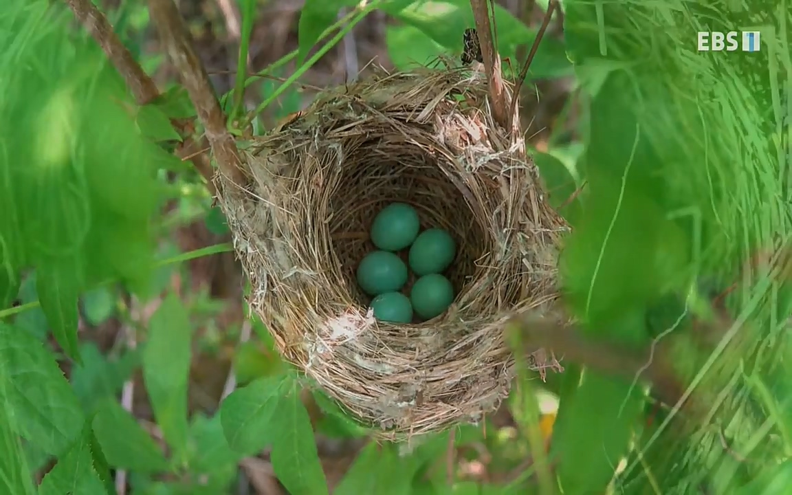 생존 3부_ EBS 다큐프라임_ 220629.avi_20220701_210626.829.jpg