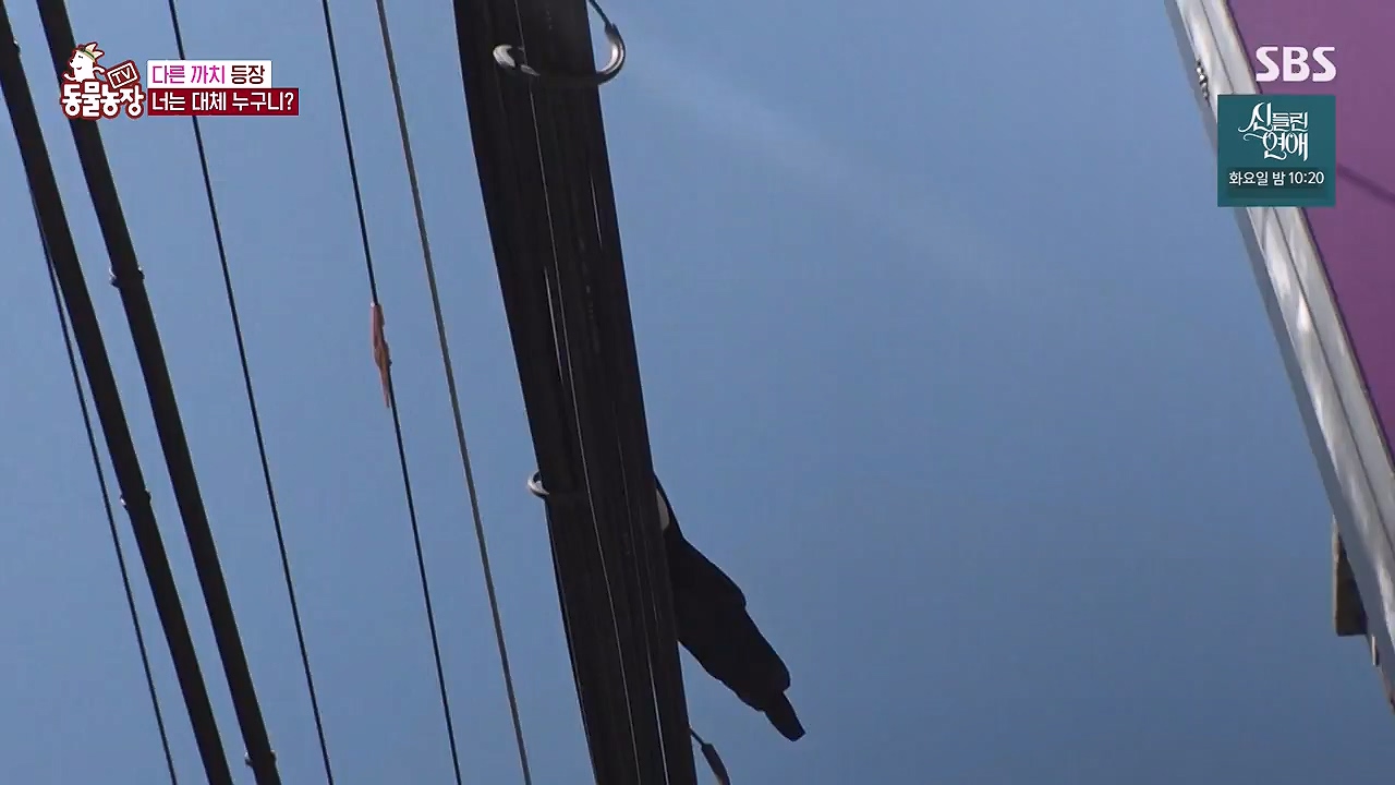 TV 동물농장.E1177.240624p-NEXT.mp4_20240623_163747.843.jpg