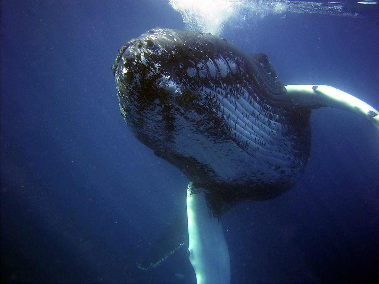  [일반상식] 이빨고래 중 가장 큰 고래 "향유고래" 이야기 [sperm whale]