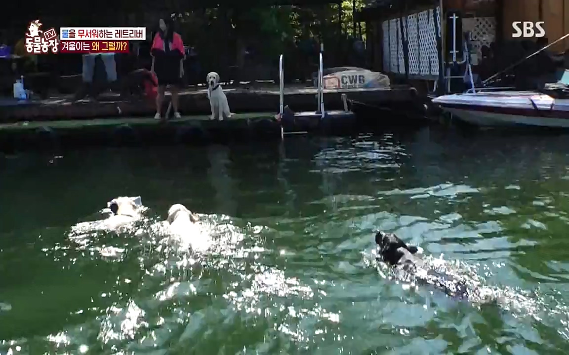 TV 동물농장.E1071.220530p-NEXT.mp4_20220529_174706.619.jpg